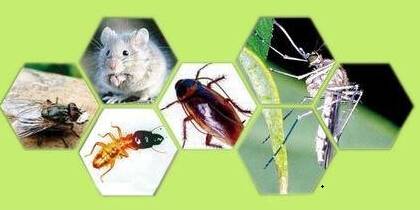 飯?zhí)脺缡?、滅蟑、滅蠅制度及操作?guī)范